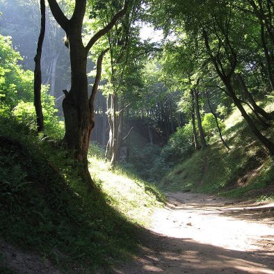 Lisi Jar w Jastrzębiej Górze